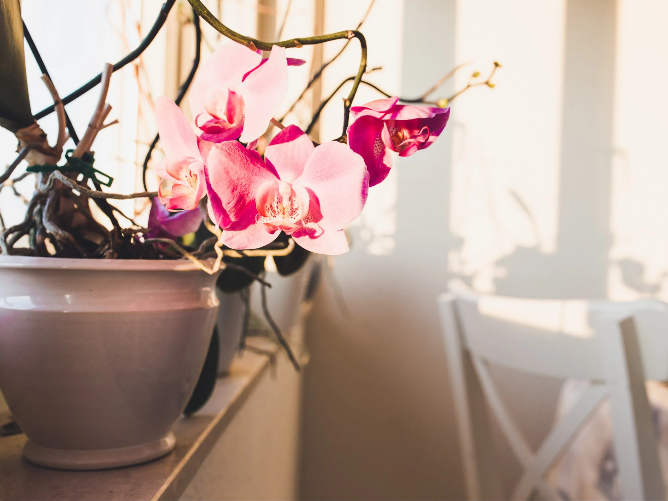 Zamiast podlewać, wrzuć do storczyka kostkę lodu