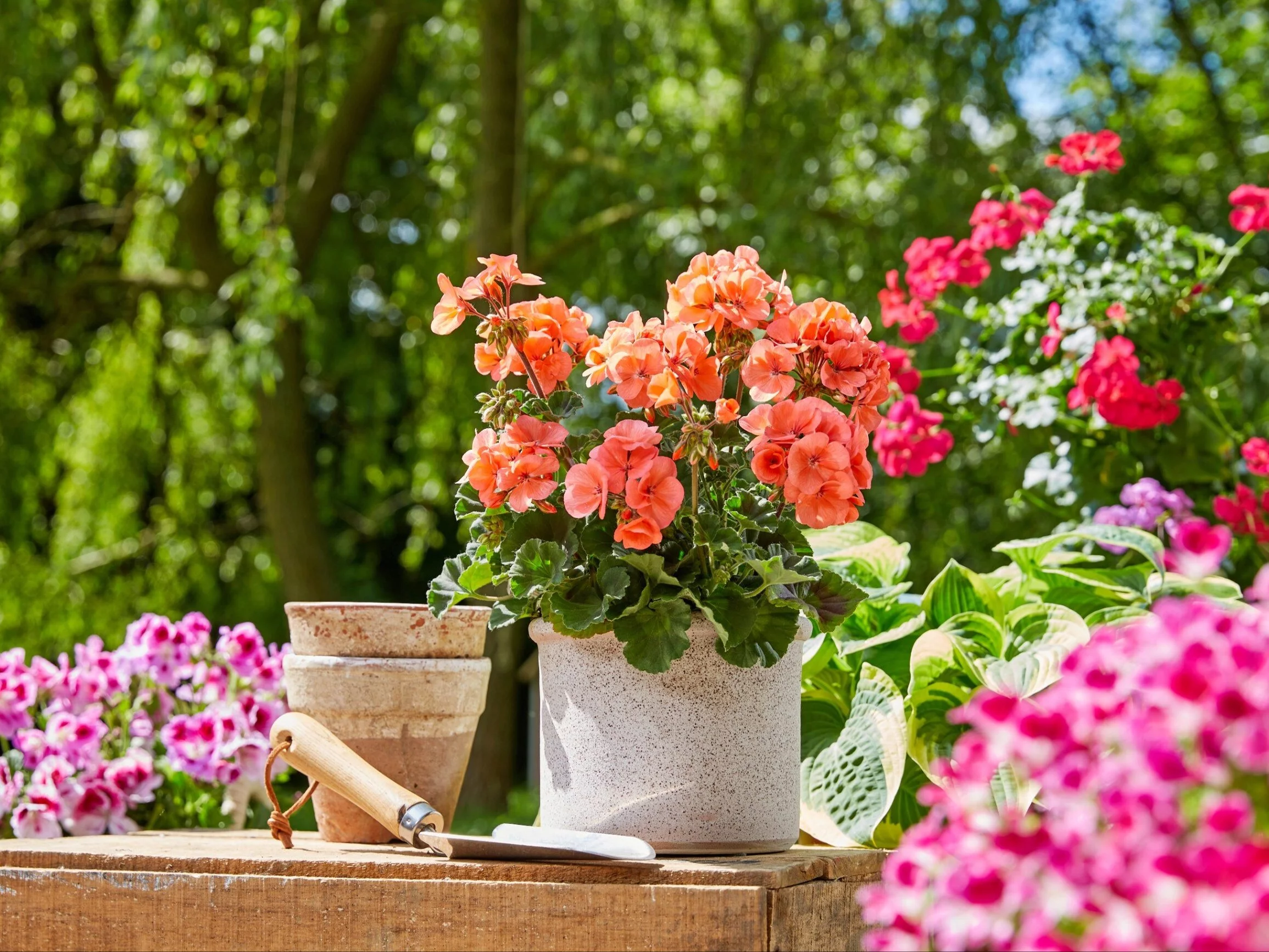 Pelargonie