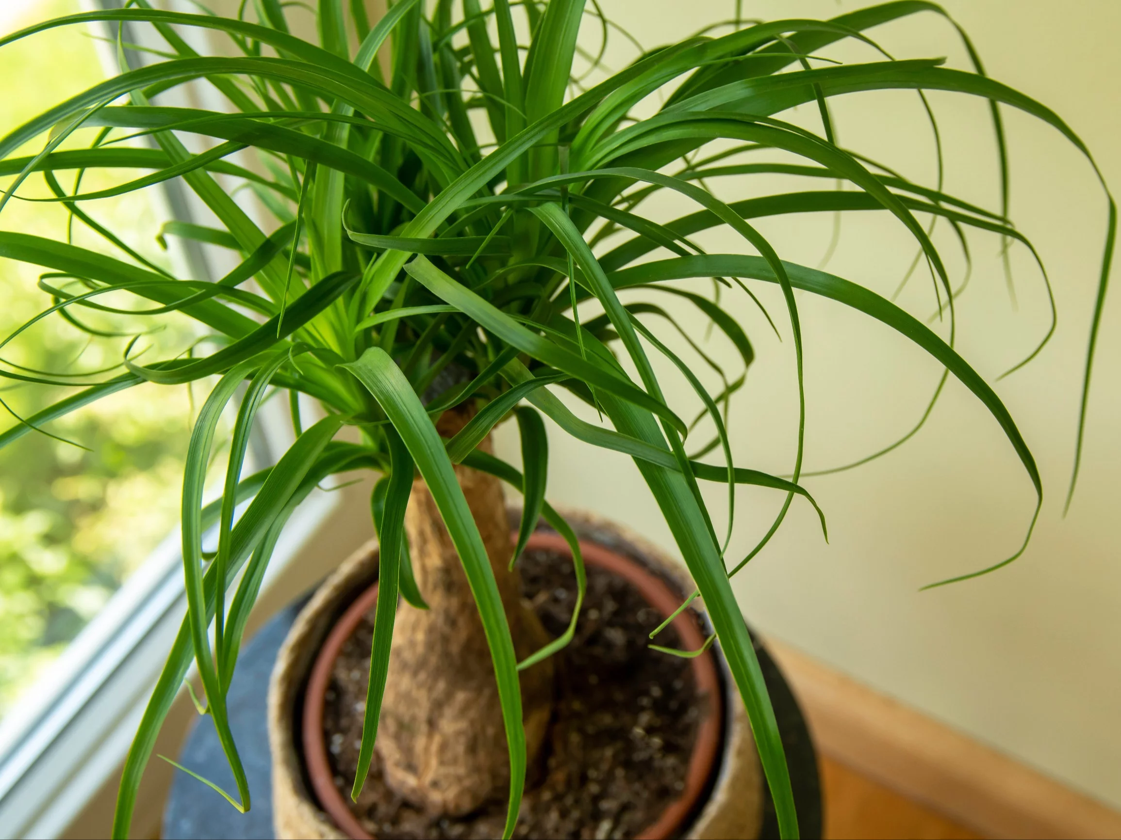 Stopa słonia, nolina wygięta (Beaucarnea recurvata) – bardzo łatwa w pielęgnacji roślina doniczkowa