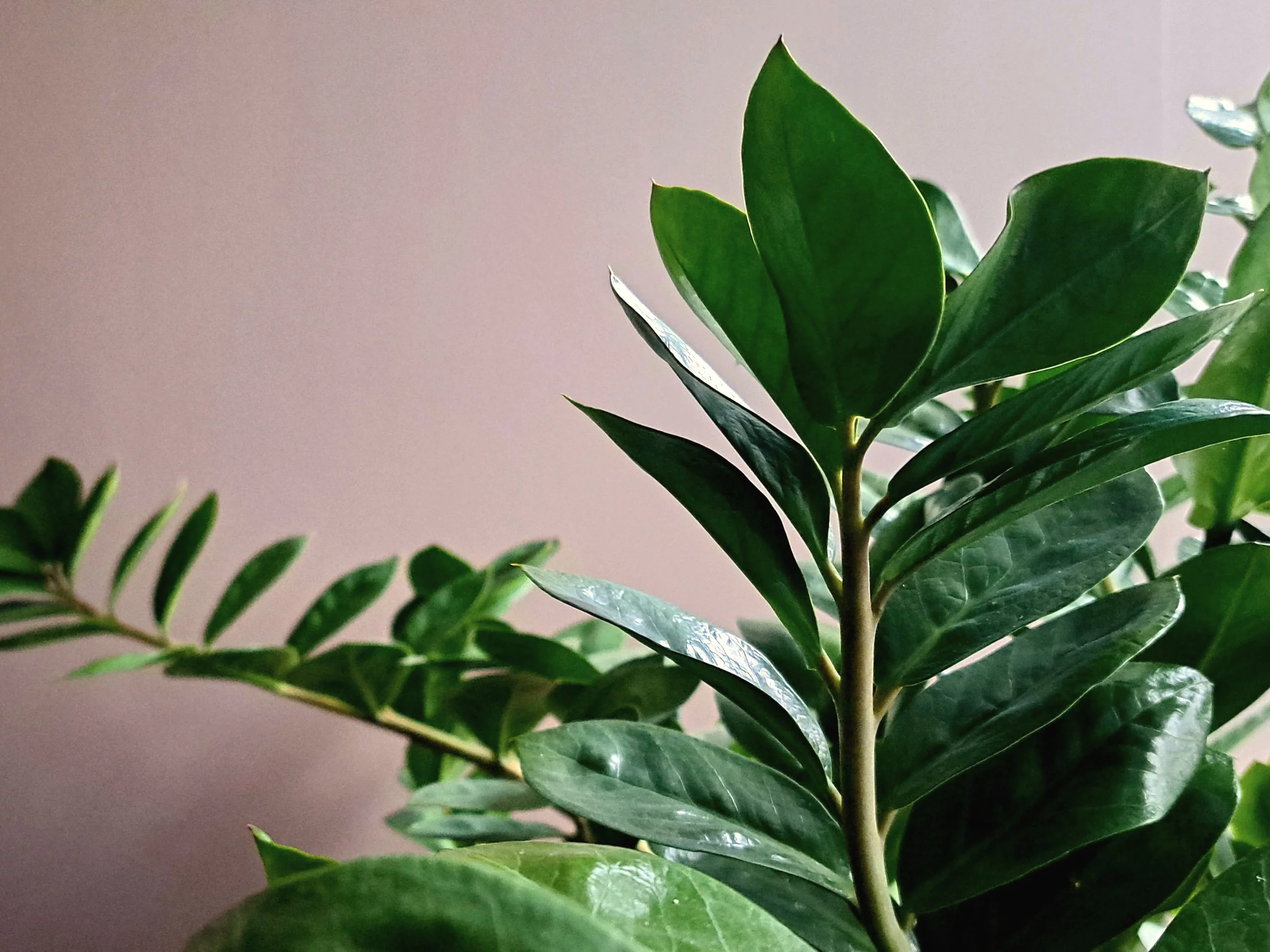 Zimą zamiokulkas często przestaje rosnąć. Ten jeden szczegół mówi, czy wszystko jest w porządku