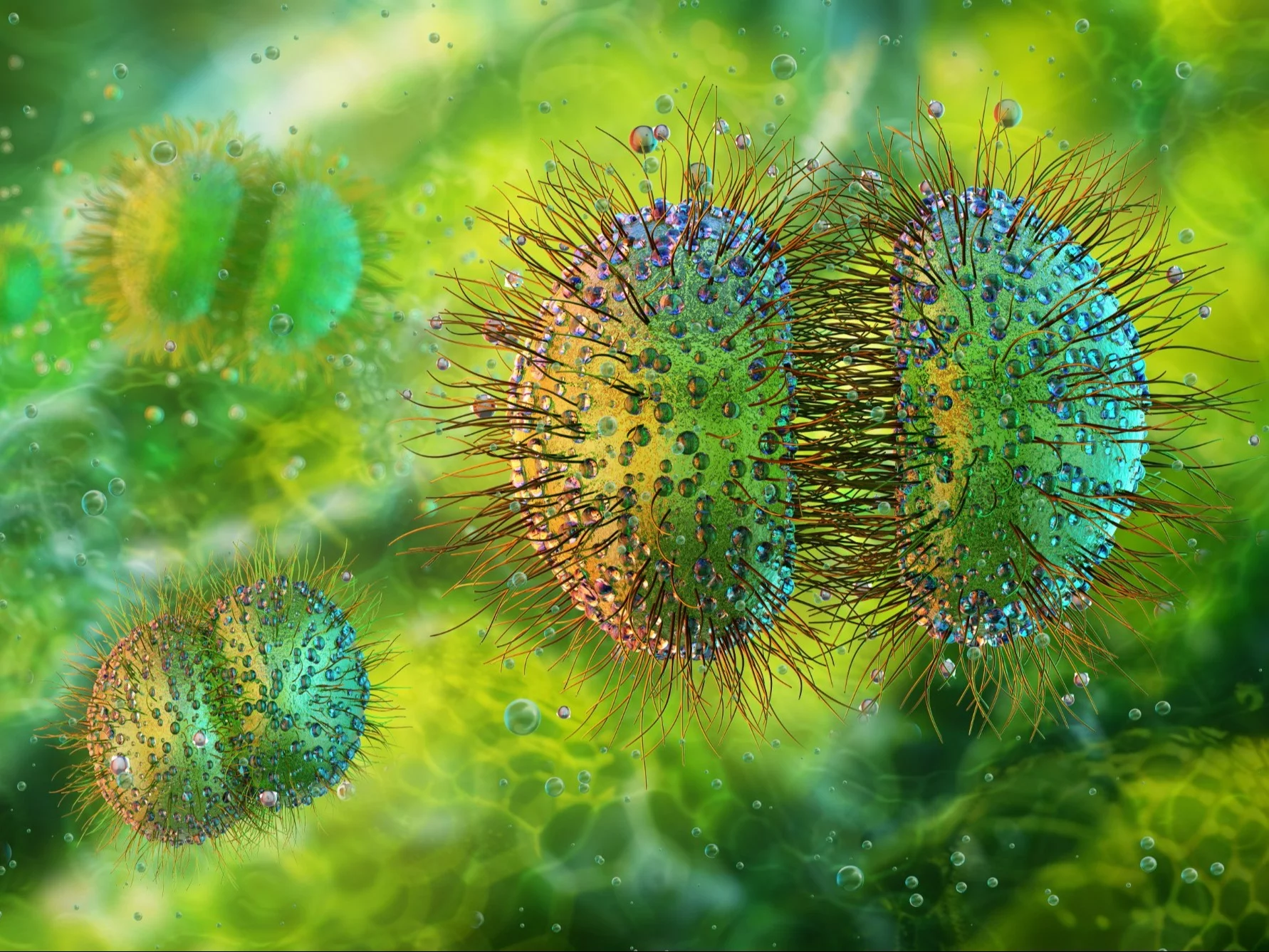 Bakteria Neisseria meningitidis