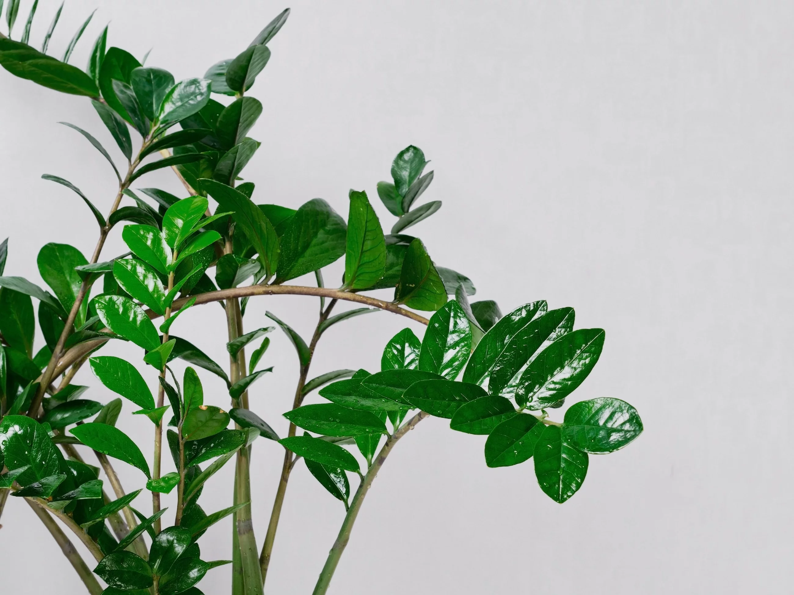 Domowa mikstura „budzi” zamiokulkasa nawet zimą. Ma ją w domu prawie każdy