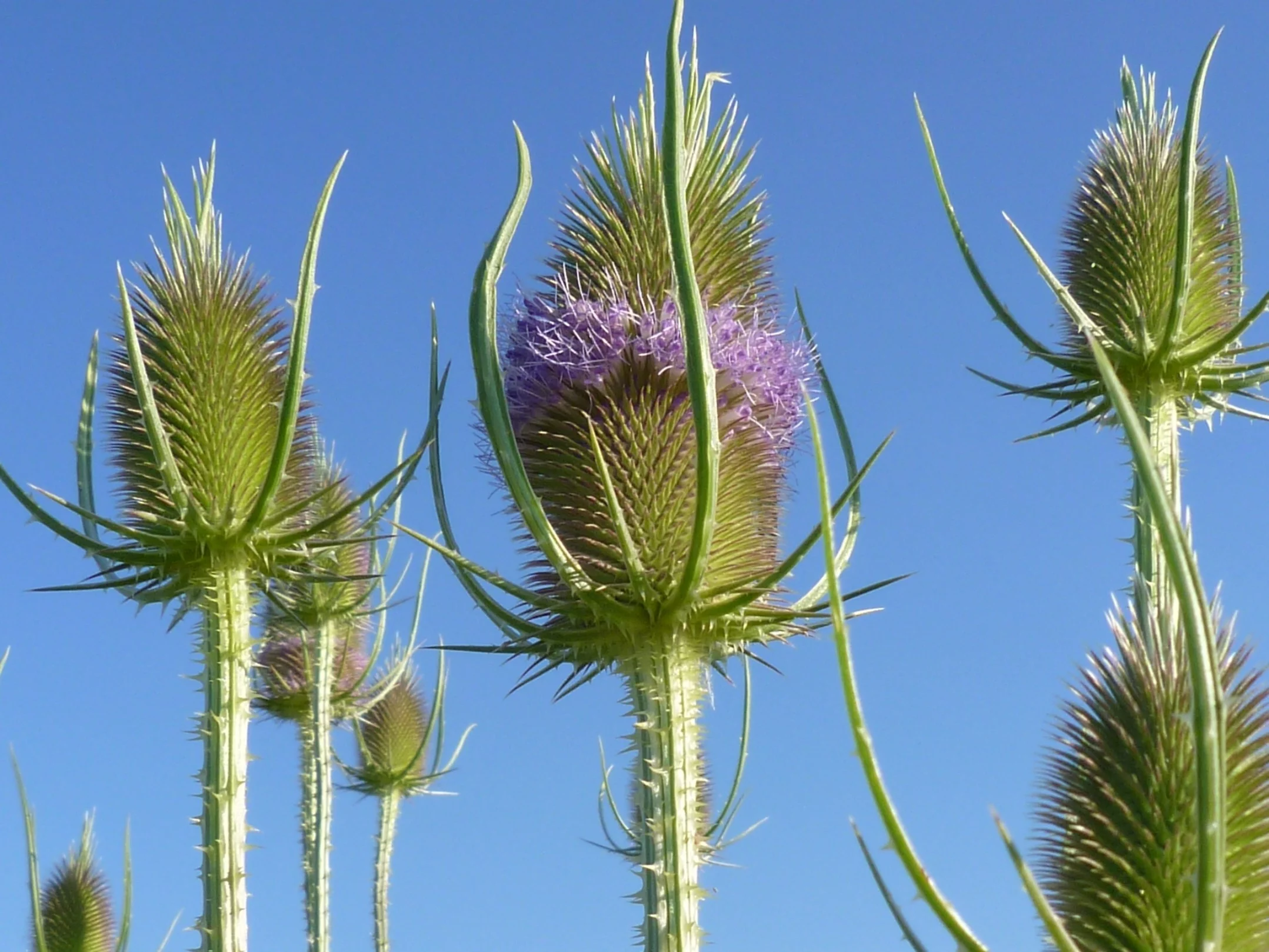 Szczeć pospolita (Dipsacus fullonum)