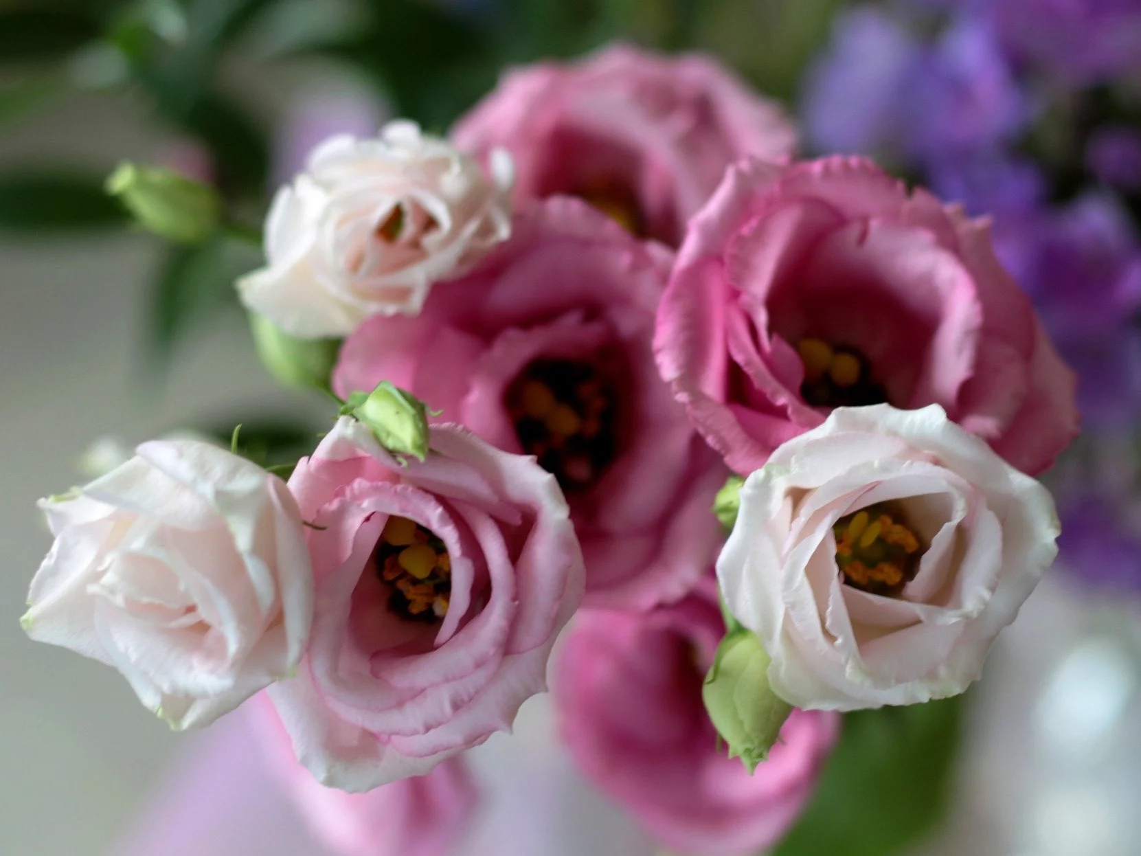 Eustoma