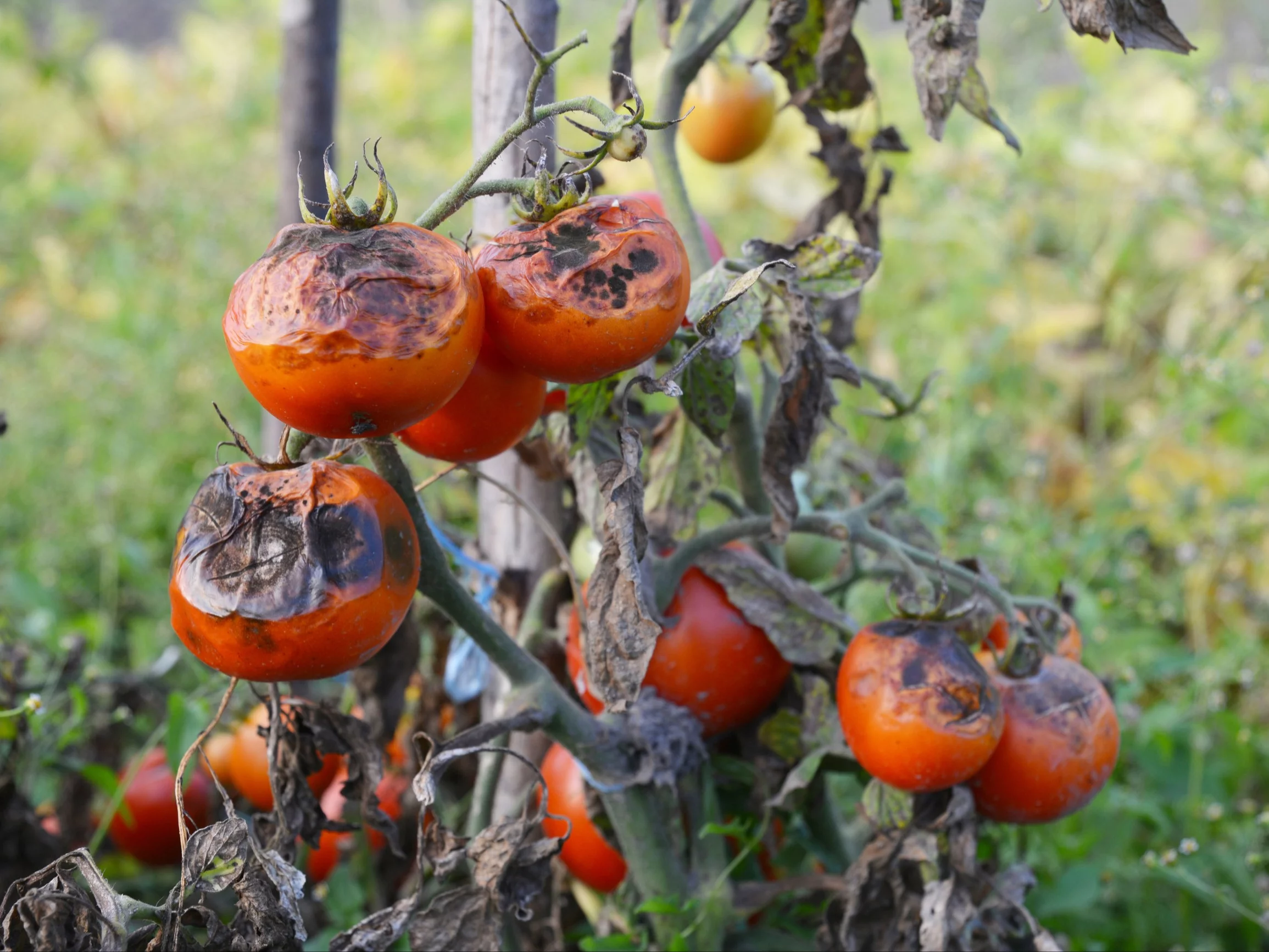 Zaraza ziemniaczana na pomidorach