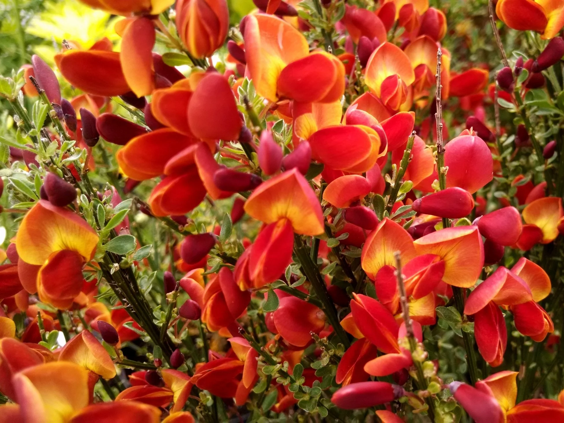 Żarnowiec miotlasty (Cytisus scoparius)