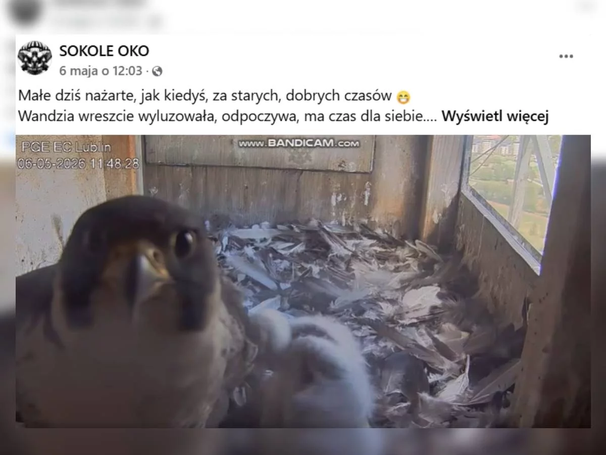 Sokół wędrowny
