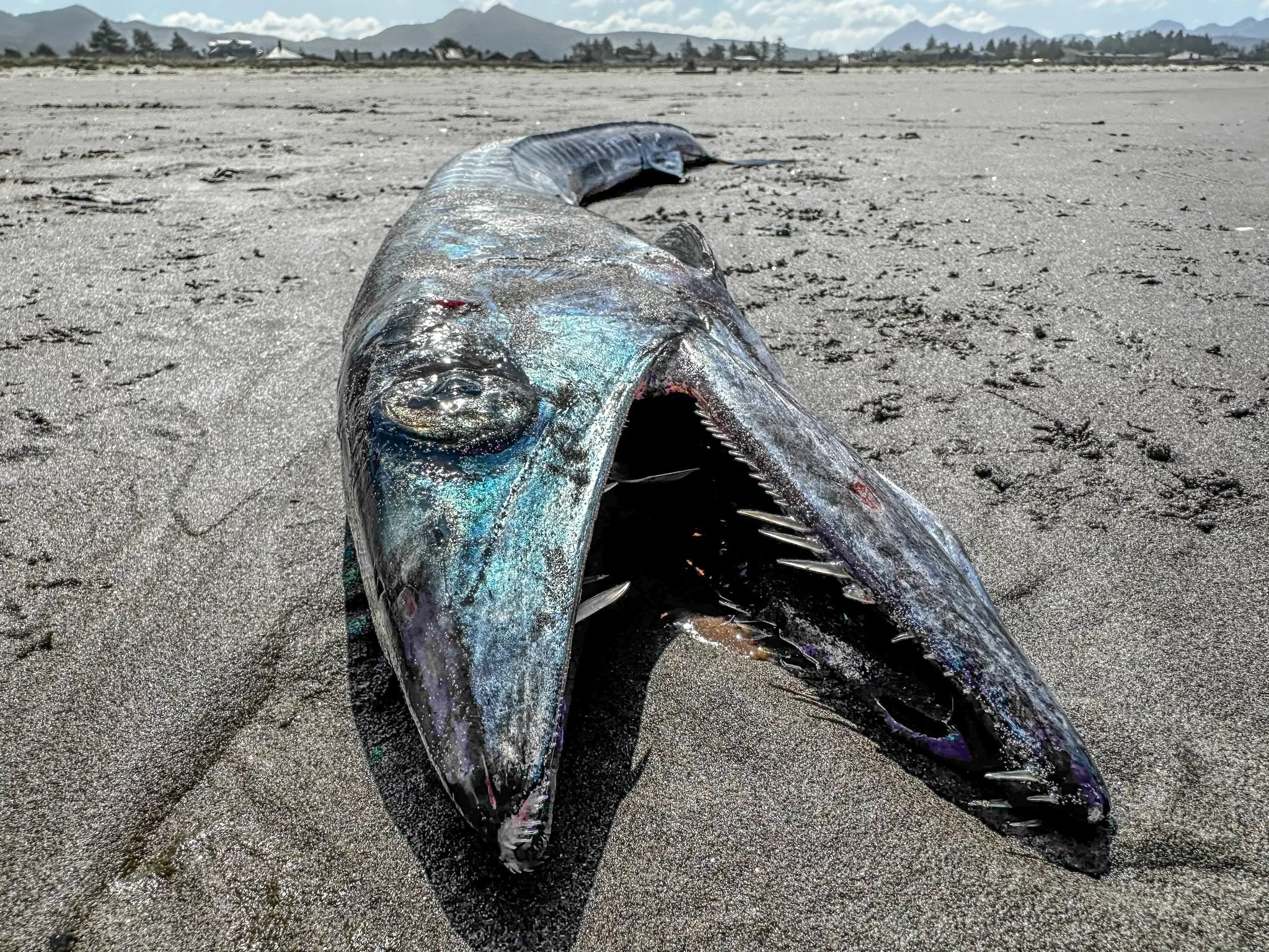 Zaskakujące odkrycie na plaży w USA. Przerażający wygląd ryby