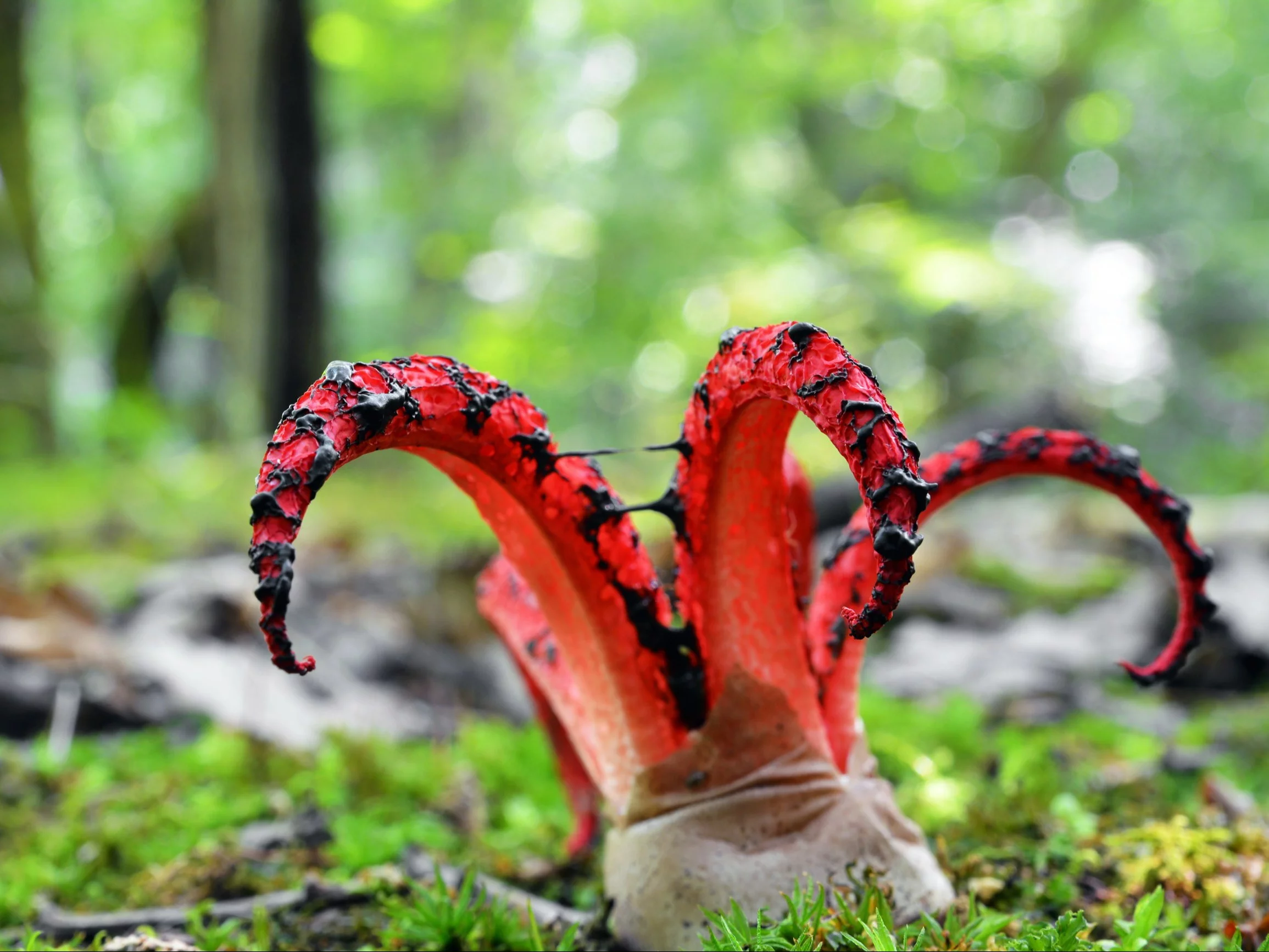 Zaskakujący grzyb w Polsce. Wygląda jak z horroru i pachnie padliną