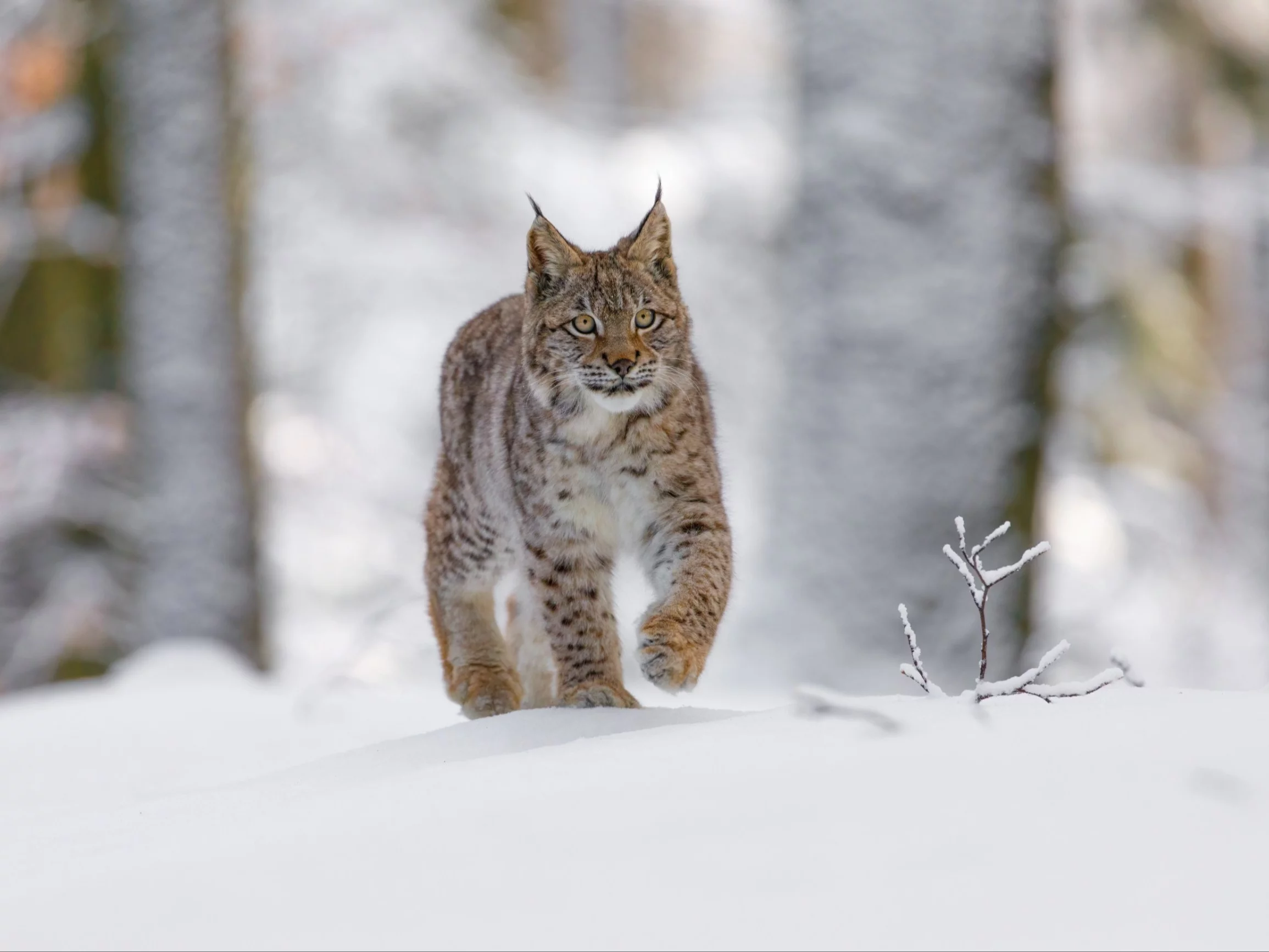 Zastrzelili samicę rysia. Przełom w sprawie kłusowników