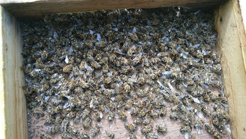 Zatrute pszczoły