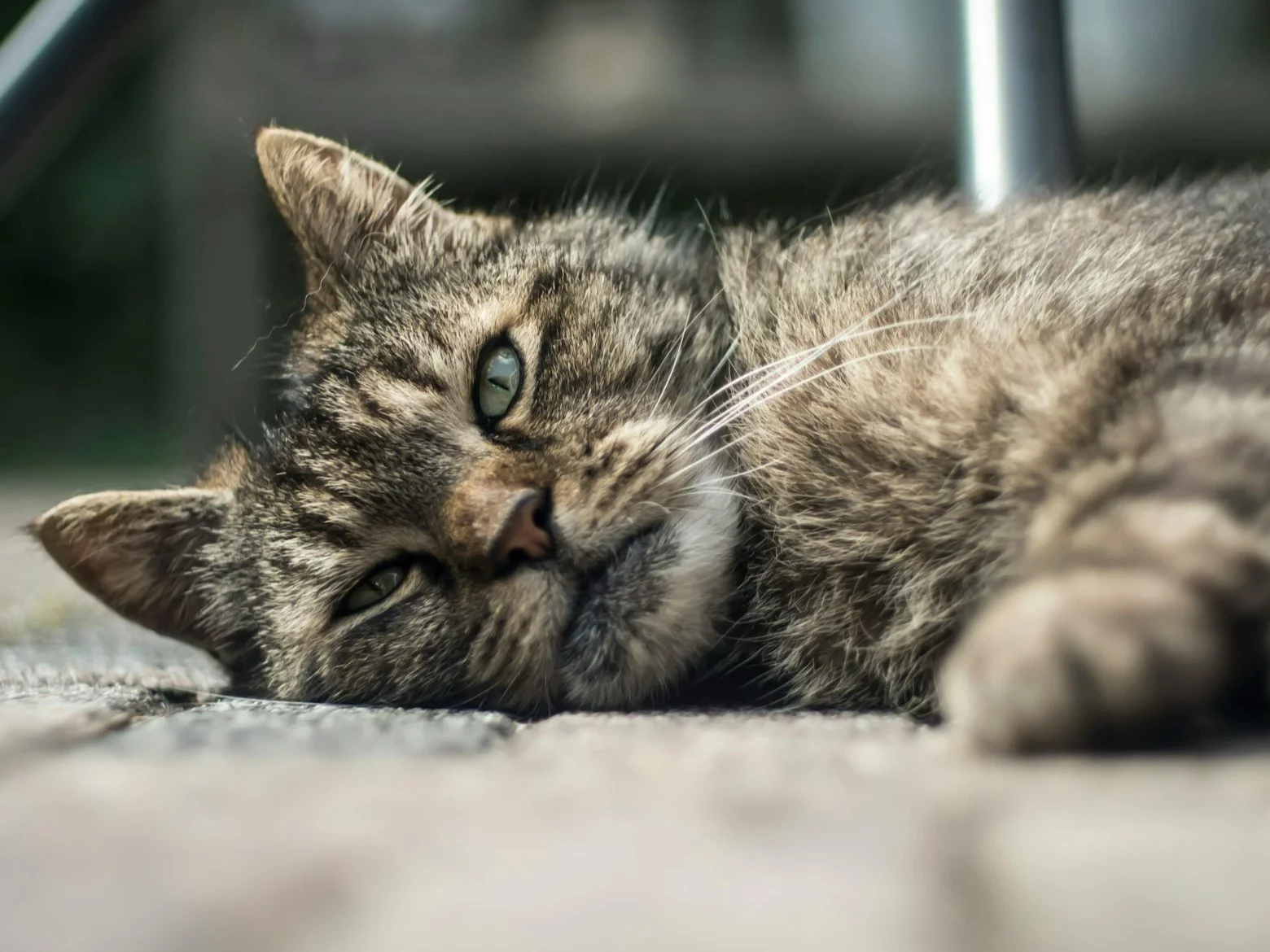 Zbadali demencję u kotów. Wyniki pomogą w walce z Alzheimerem u ludzi