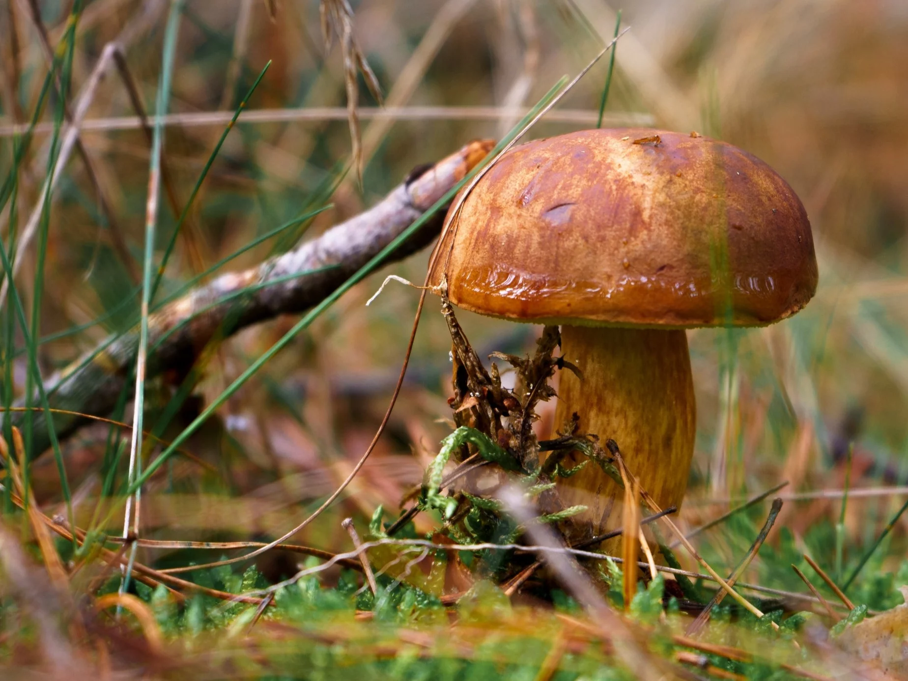 Podgrzybek, zdjęcie ilustracyjne