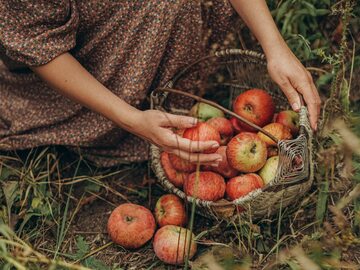 Zbieranie opadłych jabłek
