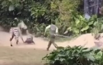 Zebra atakuje pracownika zoo