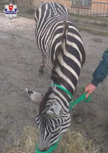 Zebra schwytana w Wąwolnicy