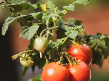 Żeby kwiaty pomidorów nie opadały, trzeba dostarczyć roślinom odpowiednią ilość wapnia
