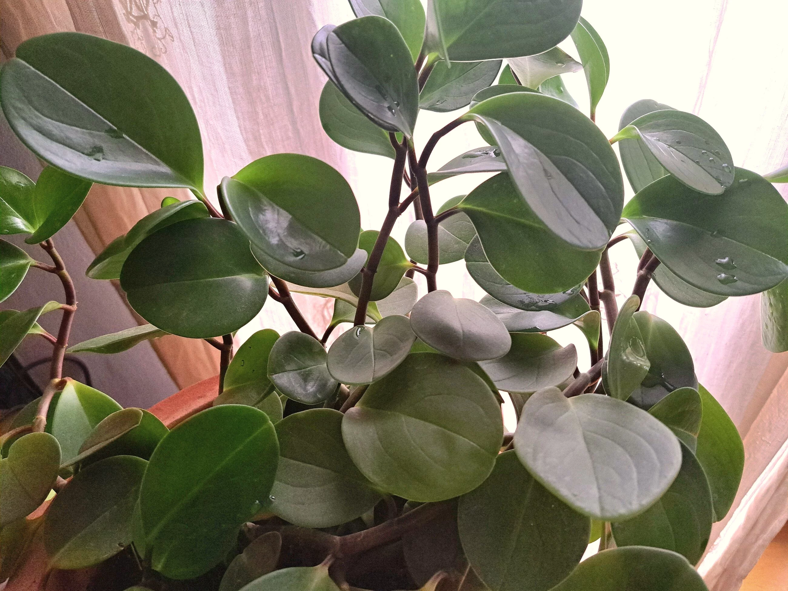 Peperomia magnolistna