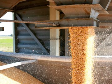 Ziarna zbóż, zdjęcie ilustracyjne