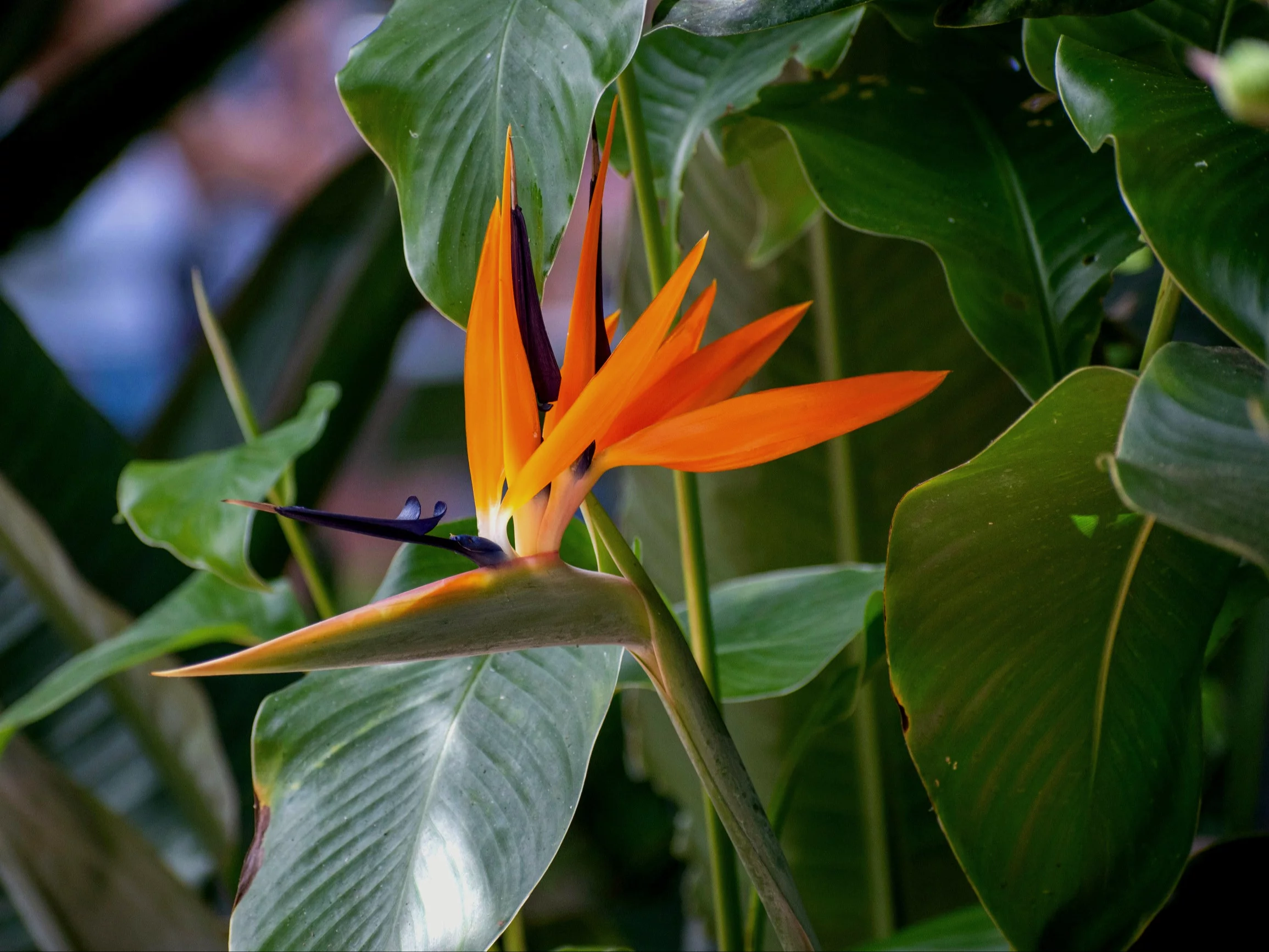 Rośliny, które zamienią Twój dom w tropikalną dżunglę to m.in strelicje