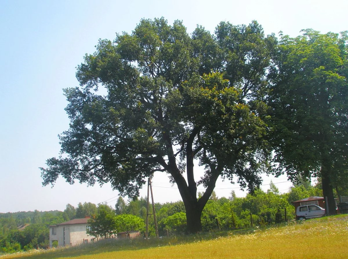 Jankowice, zdjęcie ilustracyjne