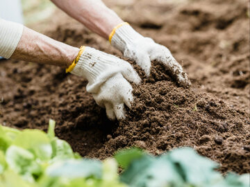 Ziemię przed wysiewem nasion należy oczyścić, spulchnić i wzbogacić