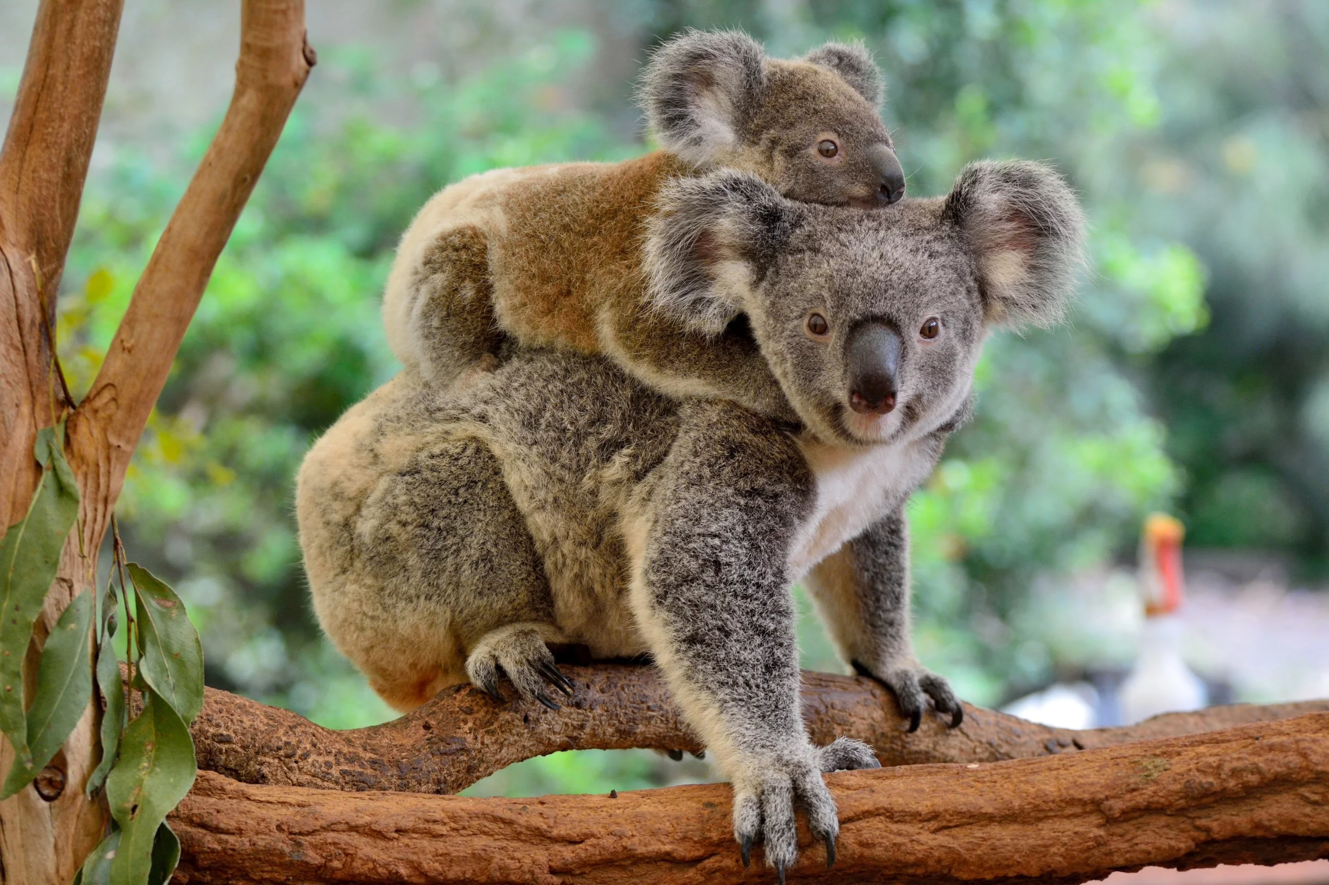 Australia – koala