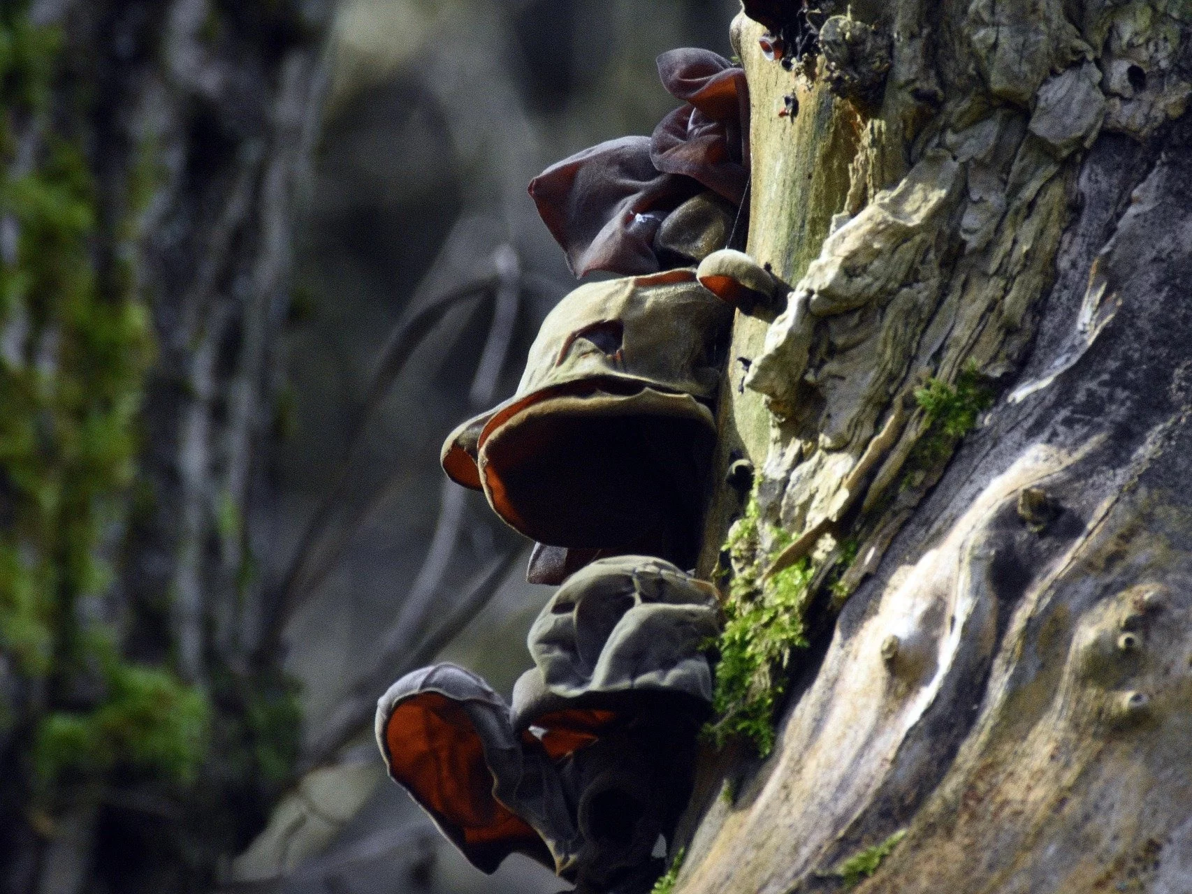 Uszak bzowy, zdjęcie ilustracyjne