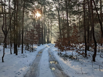 Zimowy las, zdjęcie ilustracyjne