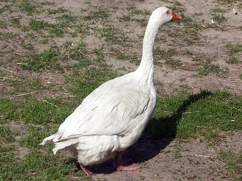 gęś (fot. Wikipedia)