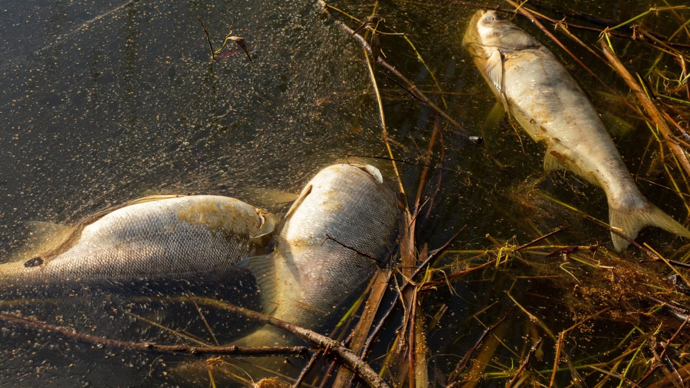 Złota alga w Odrze wciąż groźna. Eksperci tłumaczą