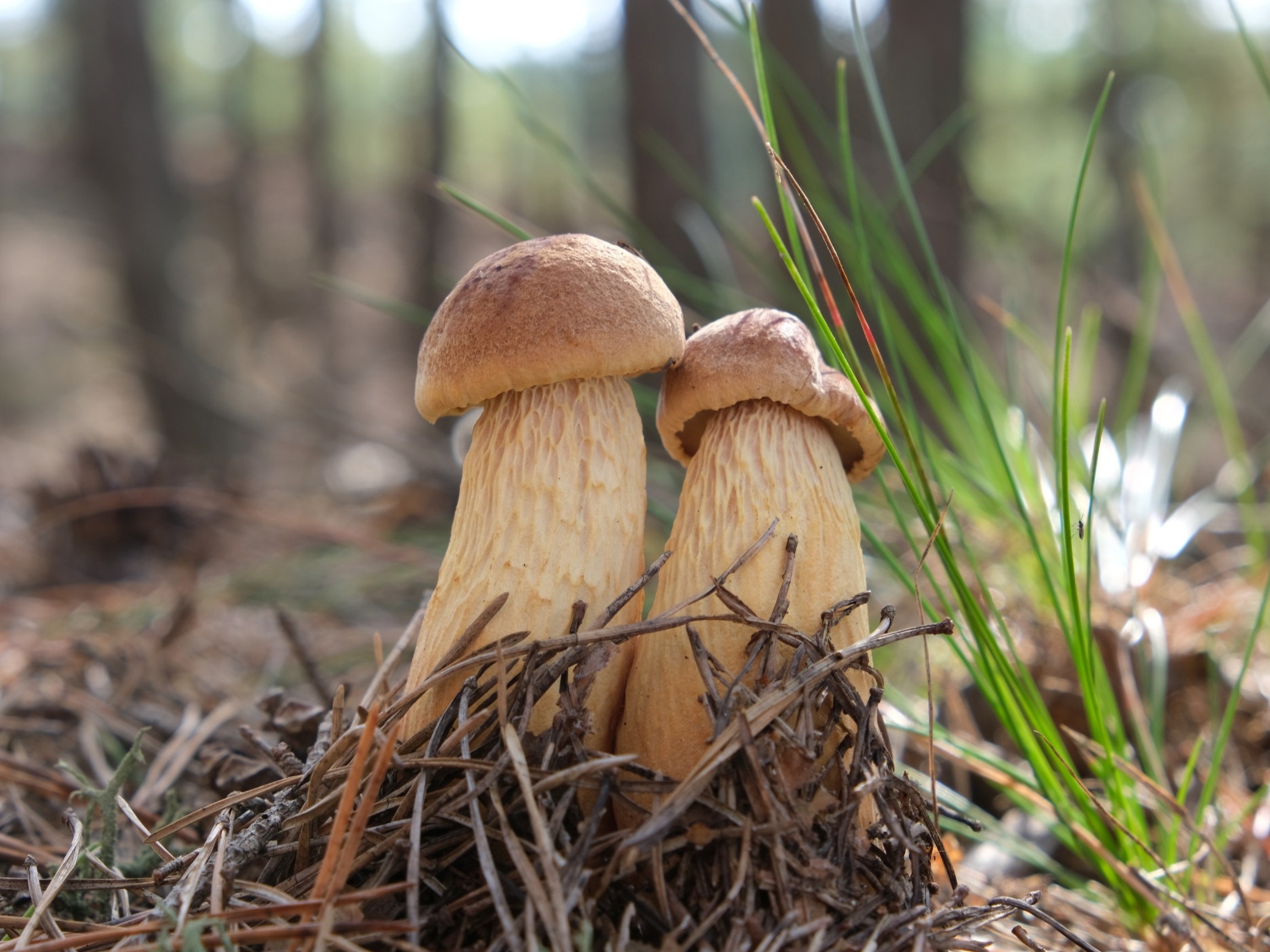 Amerykański grzyb w Polsce. Podzielił grzybiarzy jak nigdy dotąd