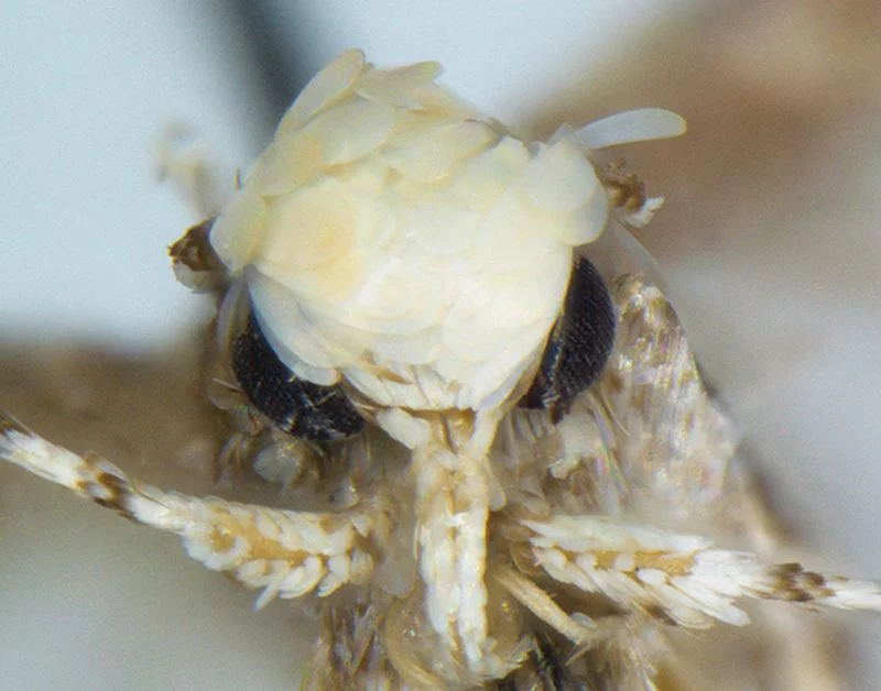 Neopalpa donaldtrumpi