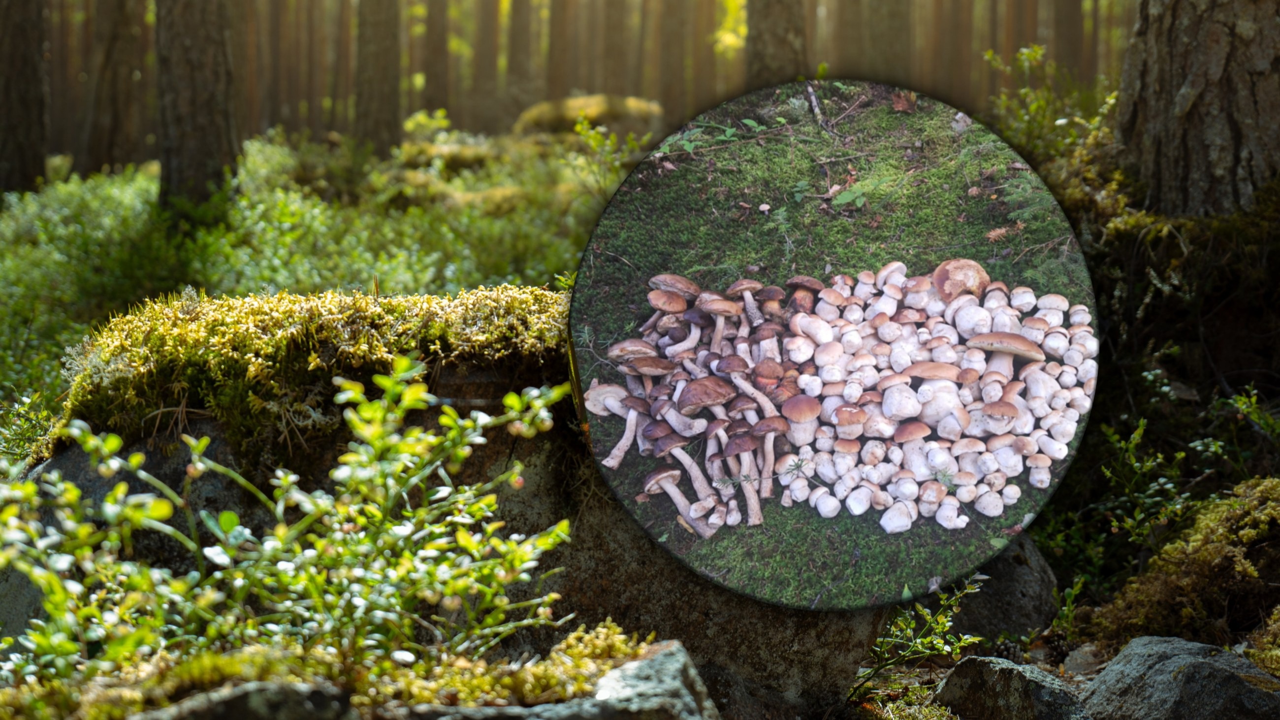 Złoty czas dla grzybiarzy. Polacy chwalą się rekordowymi zbiorami