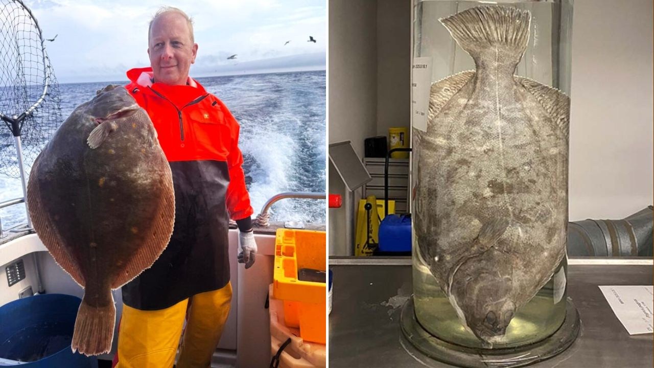 Złowił gigantyczną rybę. Wątpliwości ws. pobicia 51-letniego rekordu