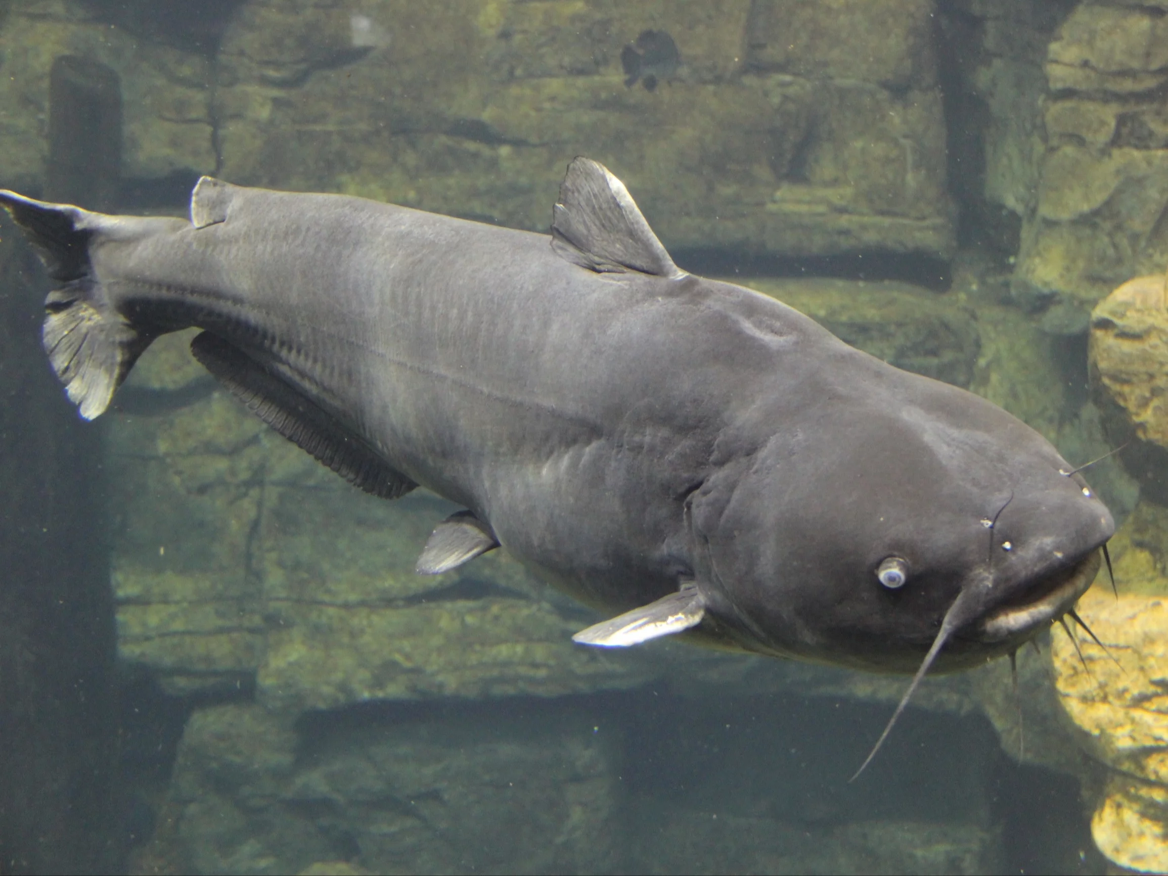 Wędkarz pobił rekord o ponad 10 kg. Gigantycznego sumika złowił z pomostu