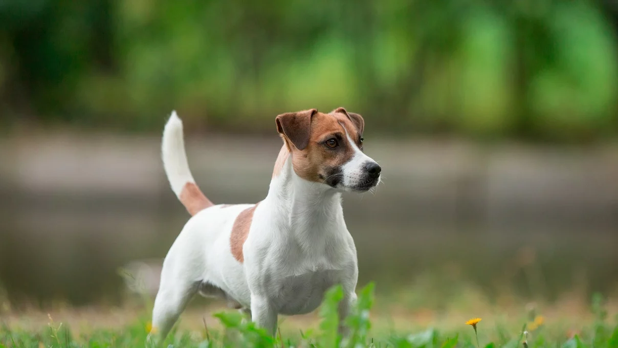 Jack russell