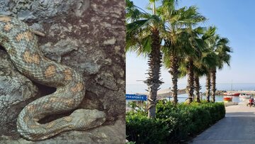 Żmija tęponosa i miasto Pafos na Cyprze