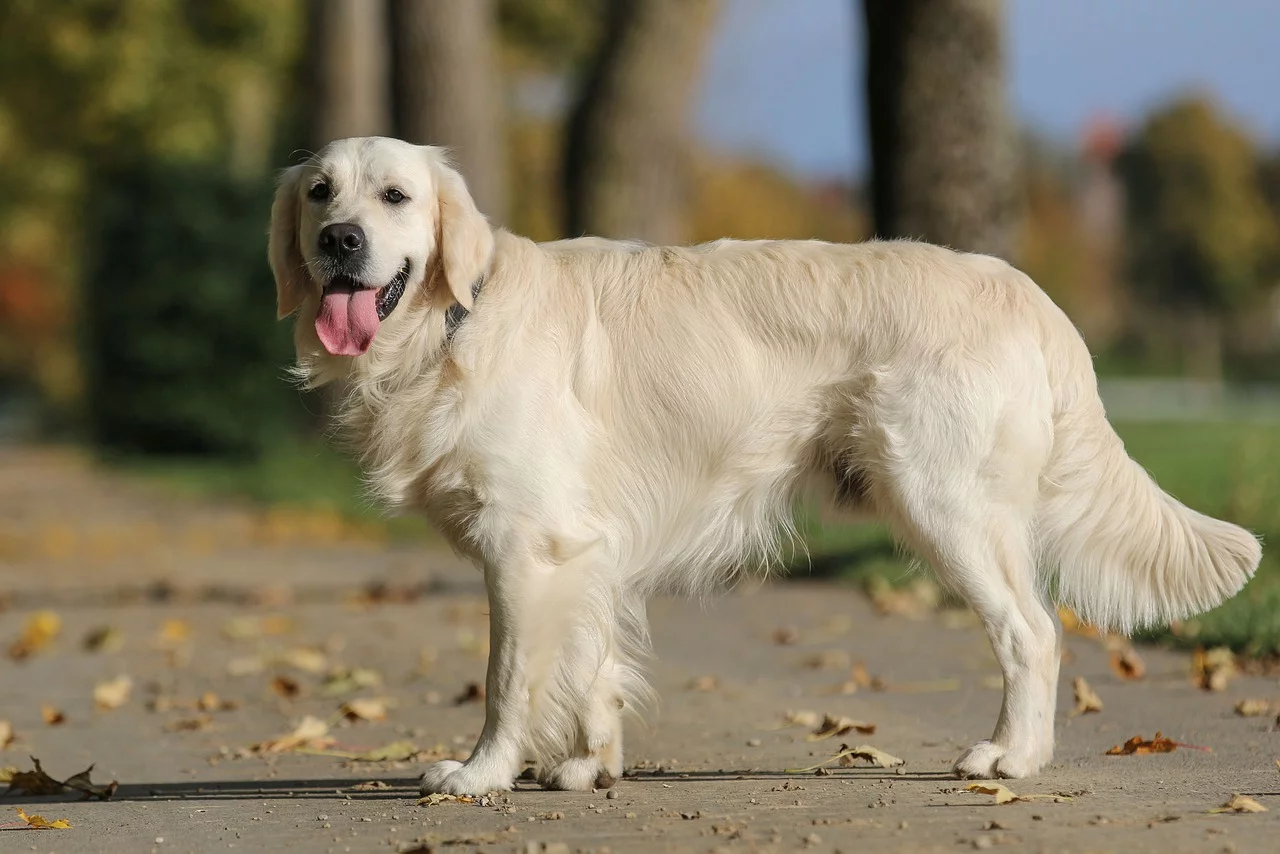 Golden retriever