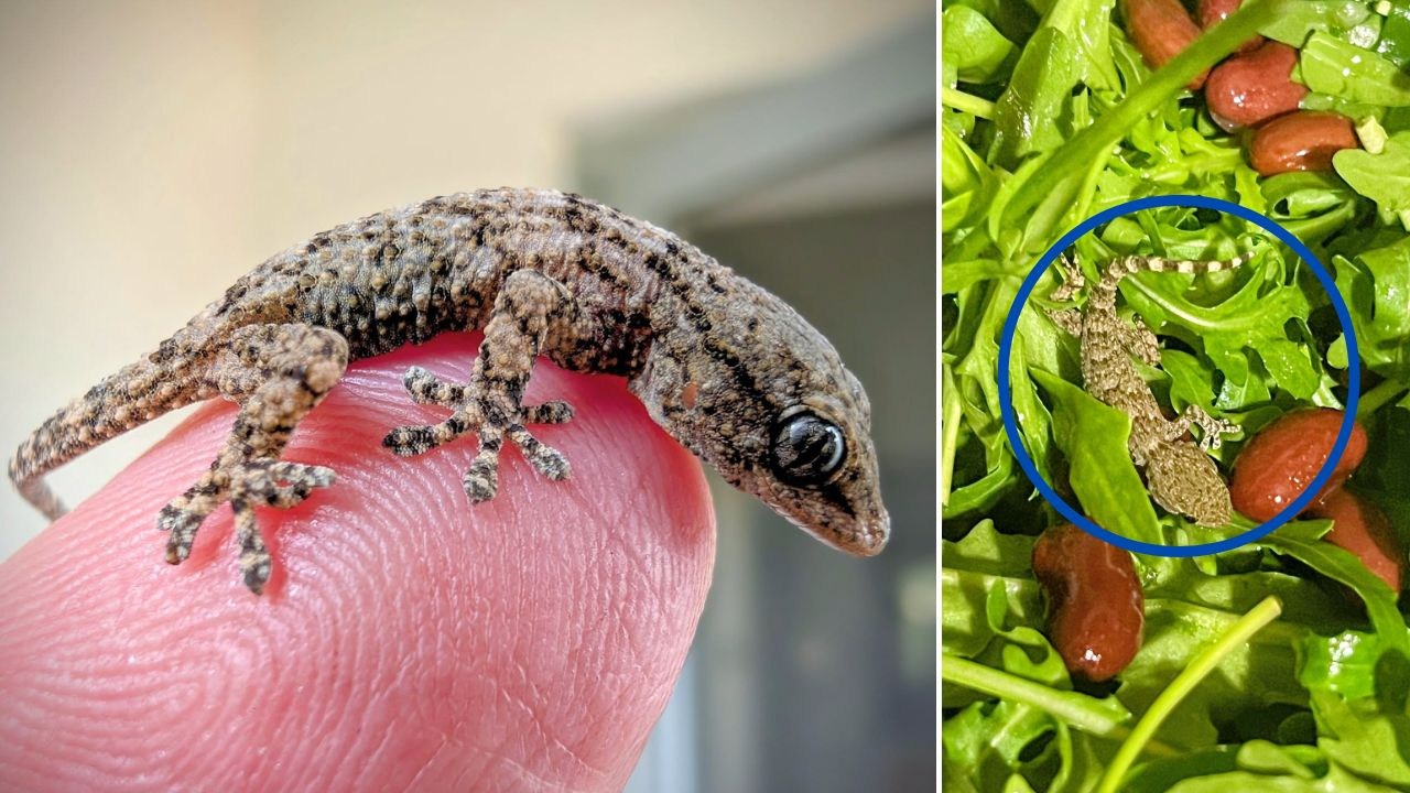 „Mały pechowiec” w paczce rukoli. „Długa droga i warunki chłodnicze uratowały mu życie”