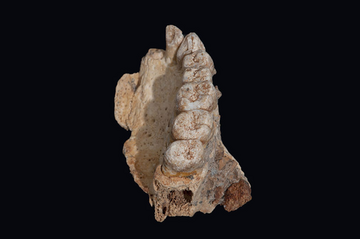 Znaleziony kawałek szczęki Homo Sapiens