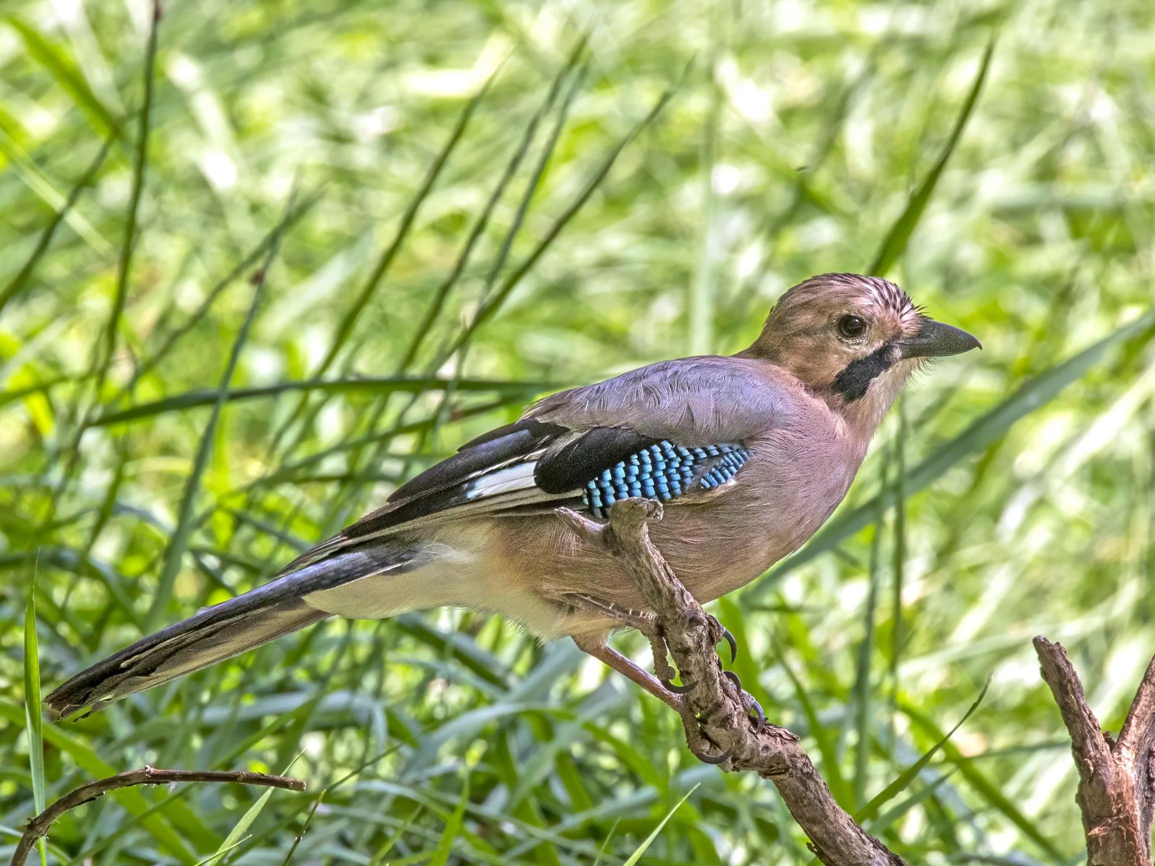 Cyprus jay (Garrulus glandarius glaszneri) – sójka