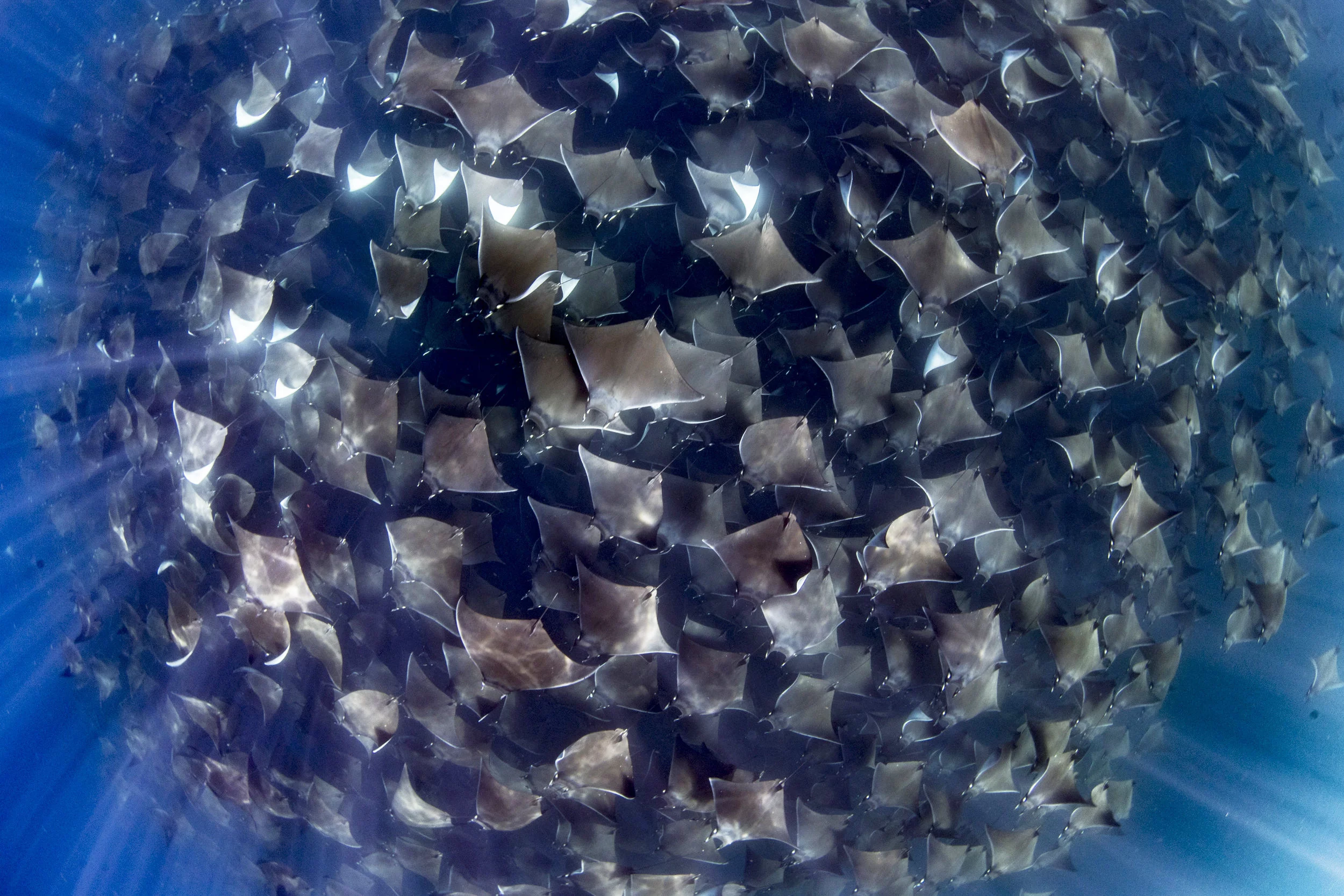 Mobule