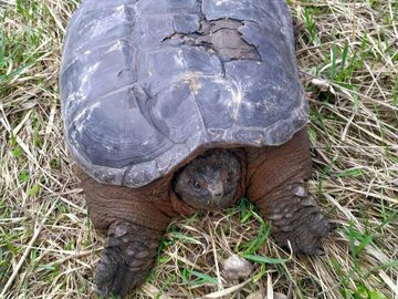 Żółw jaszczurowaty, który został odnaleziony na Mazowszu