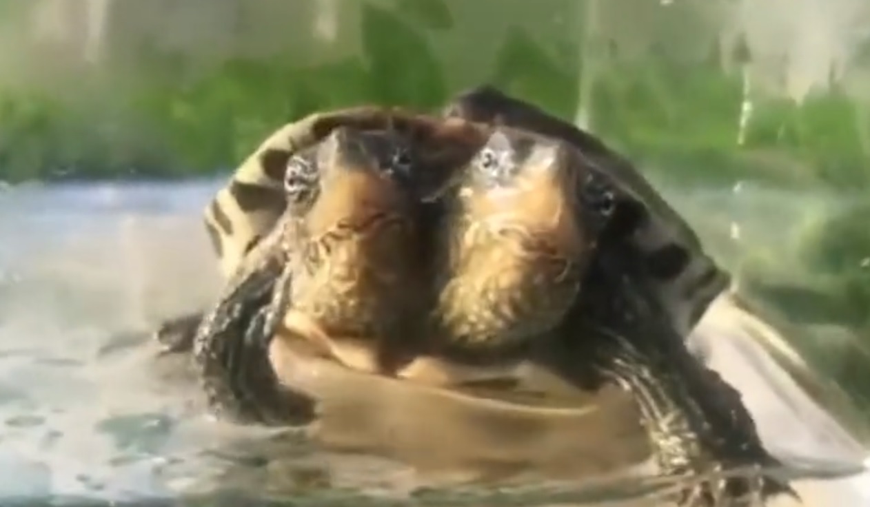 Chiny. Żółw z dwiema głowami hitem w internecie. Zobacz wideo Wprost