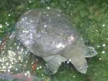 Żółwiak szanghajski