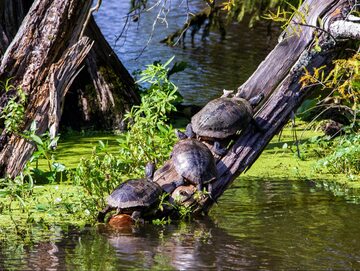 Żółwie błotne/zdjęcie poglądowe