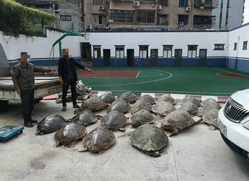 Żółwie przemycane koło Zhoushan