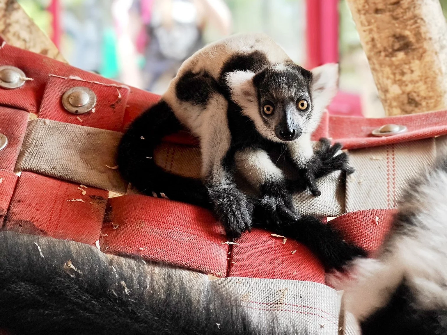 Rapid, lemur wari ze Śląska
