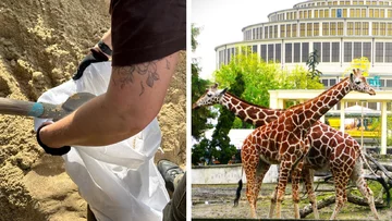 Zoo we Wrocławiu przygotowuje się na kulminacyjną falę powodziową